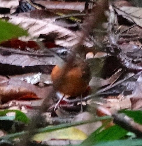 Malayan Black-capped Babbler (Pellorneum nigrocapitatum), photo 6