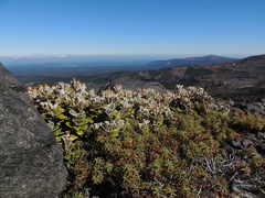 Brachyglottis bidwillii