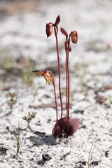 Caleana nigrita