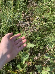 Parthenium integrifolium