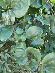 Smilax rotundifolia