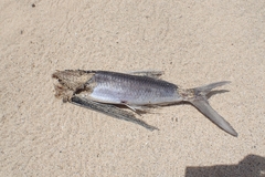 Exocoetidae