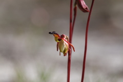 Caleana nigrita