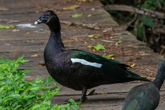 Cairina moschata