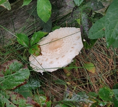 Lepiota clypeolaria