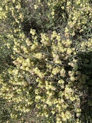 Scutellaria mexicana