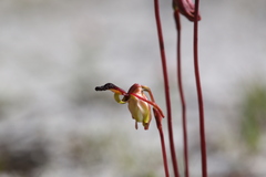 Caleana nigrita