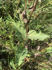 Parthenium integrifolium