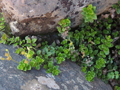 Veronica hookeriana