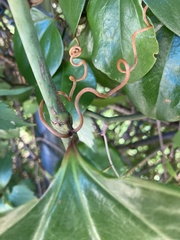 Smilax rotundifolia