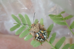 Chinavia acuta