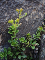 Veronica hookeriana