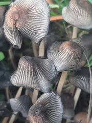 Coprinopsis