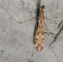 Empicoris vagabundus