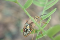 Chinavia acuta
