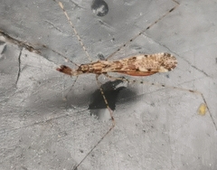 Empicoris vagabundus