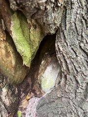 Lecanora thysanophora