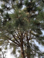 Pinus nigra