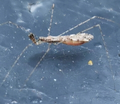 Empicoris vagabundus