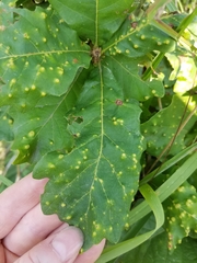 Neuroterus floccosus