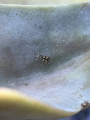 Scythris trivinctella