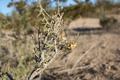 Mentzelia multiflora