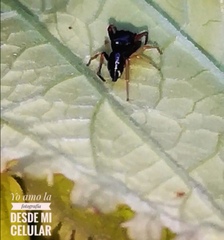Salticidae