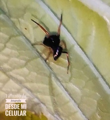 Salticidae