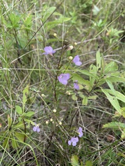 Agalinis tenuifolia