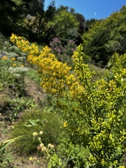 Solidago speciosa
