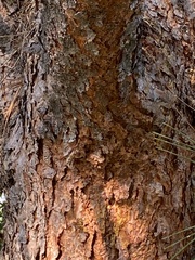 Pinus nigra