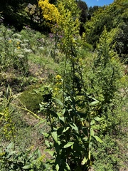 Solidago speciosa