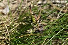 Metrioptera brachyptera