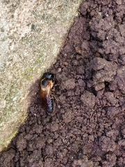 Megachile sculpturalis