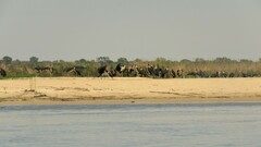 Leptoptilos crumenifer