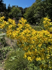 Solidago speciosa
