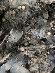 Sphaerium occidentale