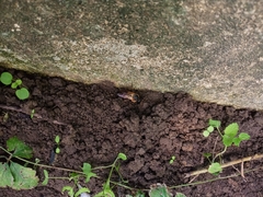 Megachile sculpturalis