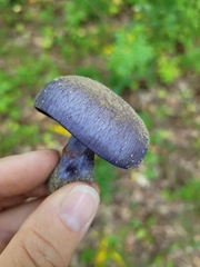 Cortinarius violaceus