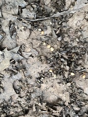 Sphaerium occidentale