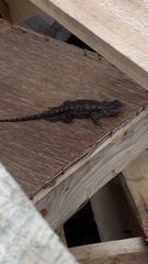 Sceloporus undulatus