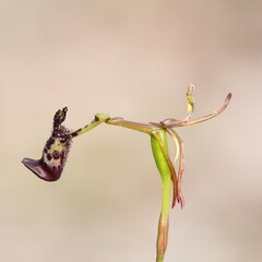 Drakaea livida
