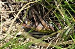 Metrioptera brachyptera