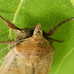 Abagrotis alternata