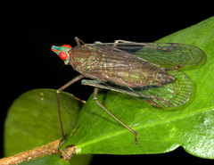 Dictyopharinae