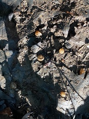 Sphaerium occidentale