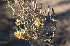 Mentzelia multiflora