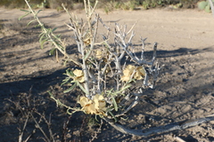 Mentzelia multiflora