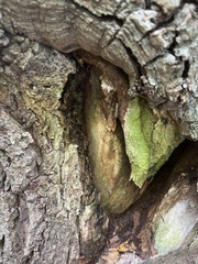 Lecanora thysanophora