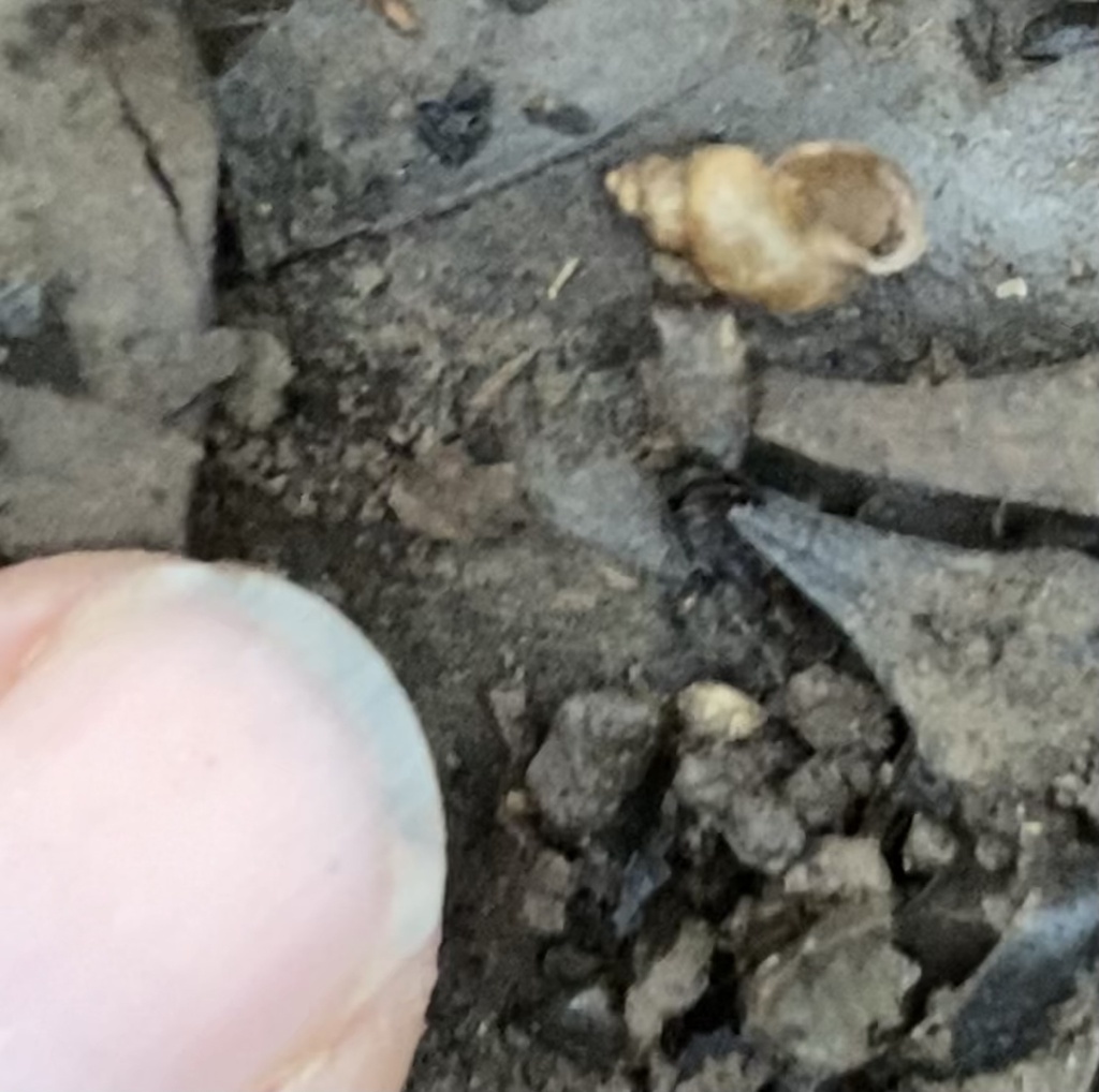 Golden Fossaria